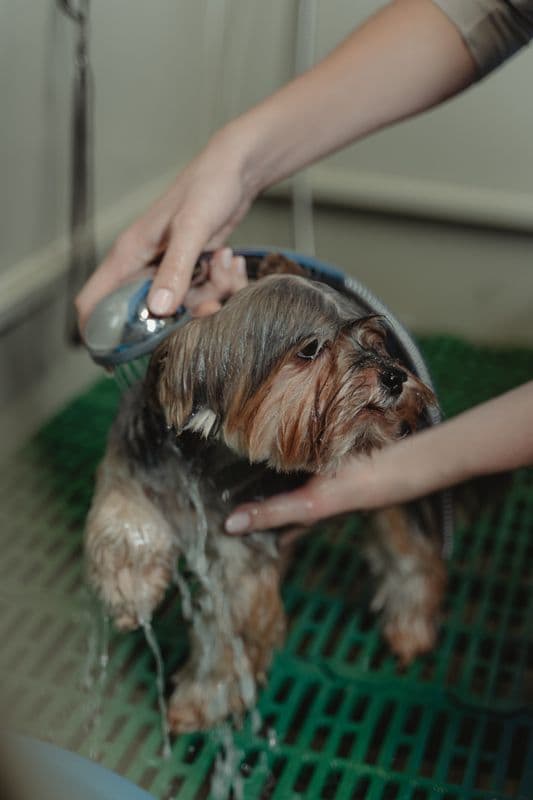 Happy groomed dog at Archie's Grooming