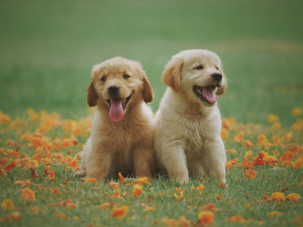 Gentle dog handling at Archie's Grooming