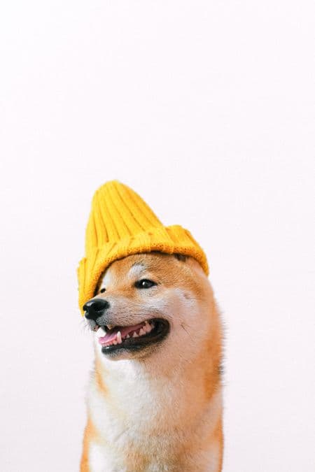 How Often Should You Groom Your Dog?