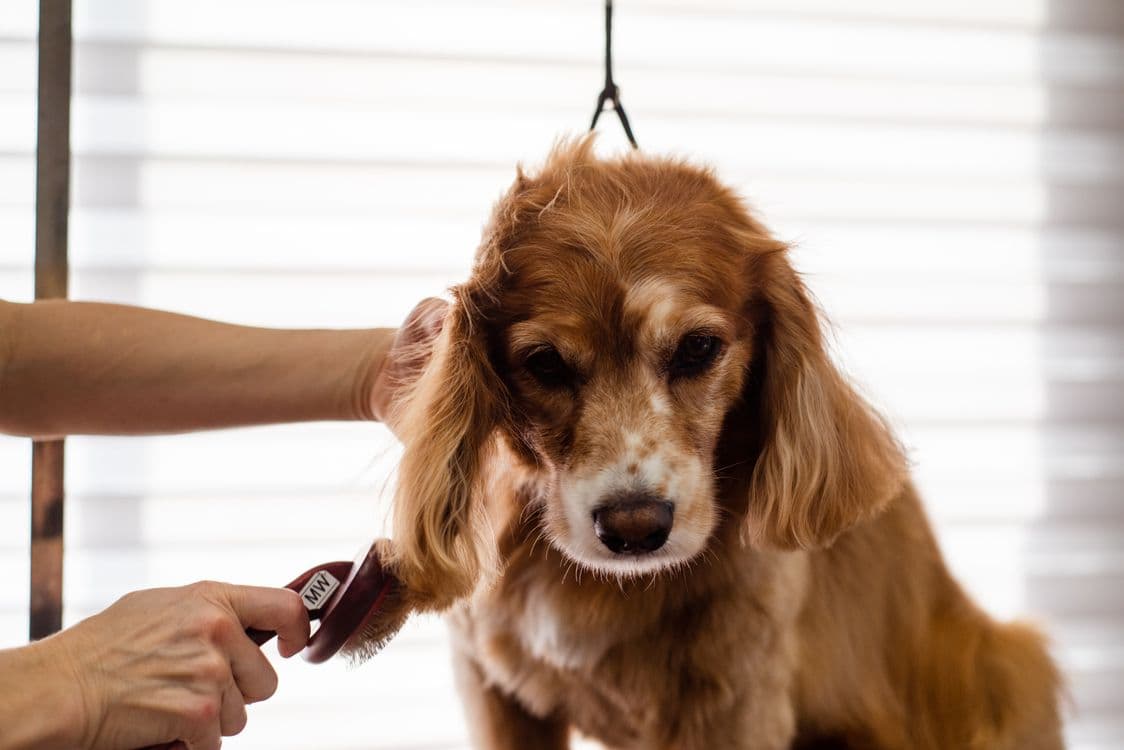 Book your dog grooming appointment at Archie's Grooming