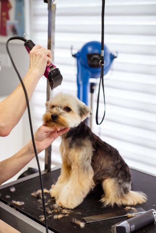 Contact Archie's Grooming for dog grooming services