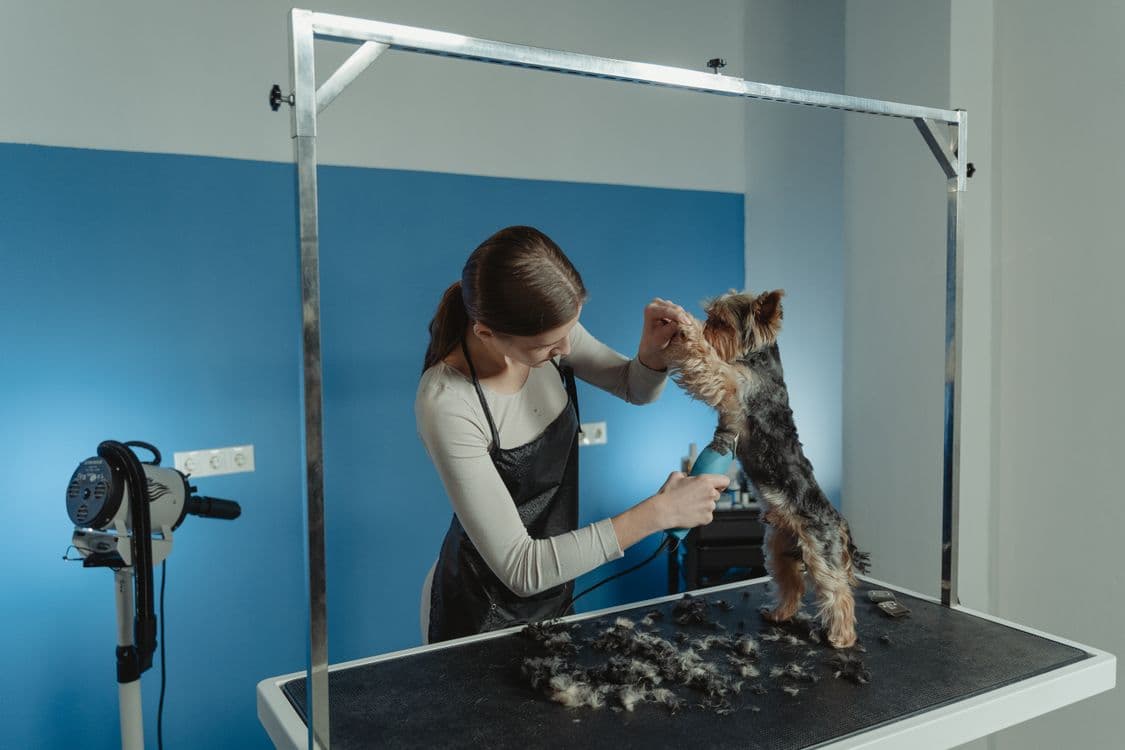 Frequently asked questions about dog grooming
