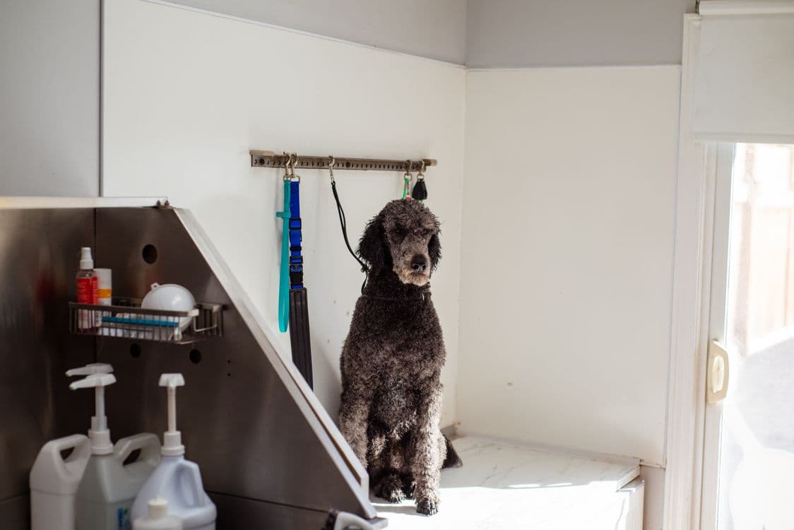 Dog enjoying a bath at Archie's Grooming