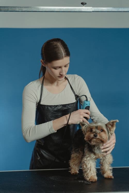 Professional dog haircut service