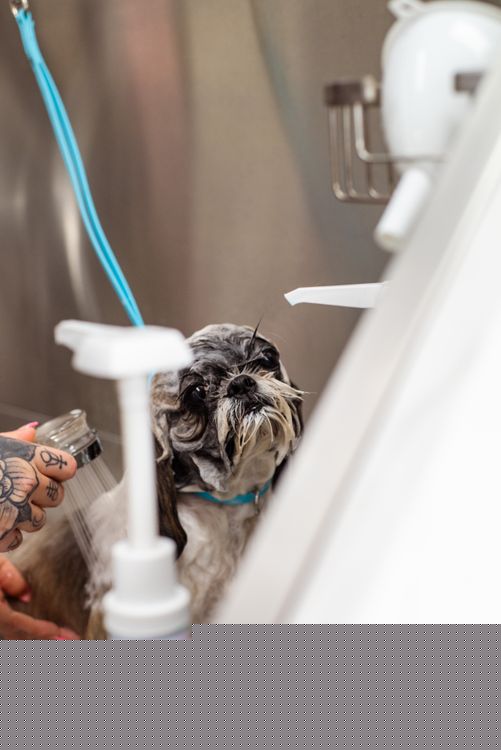Trusted dog sitting service at Archie's Grooming