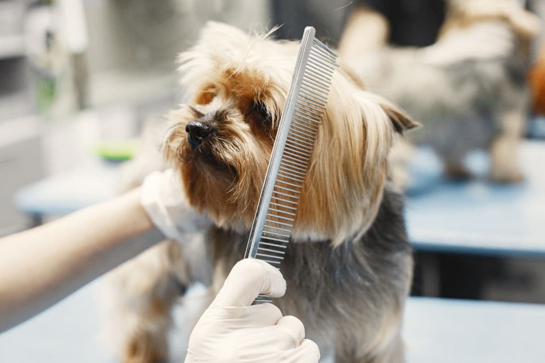 Professional dog grooming salon at Archie's Grooming