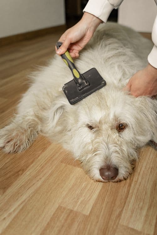 Dog nail trimming service